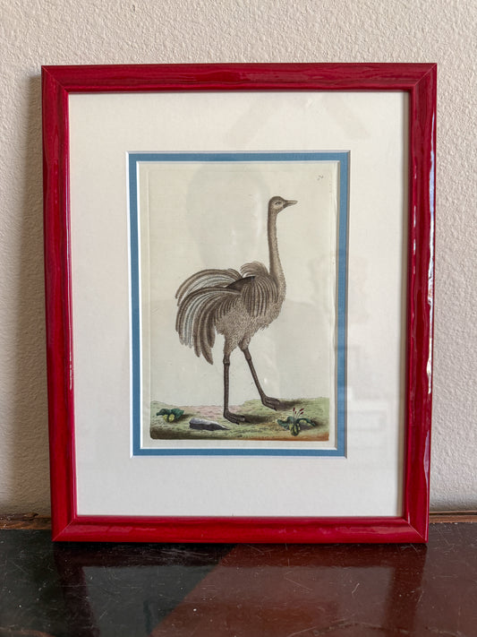 18th century ostrich engraving on vellum