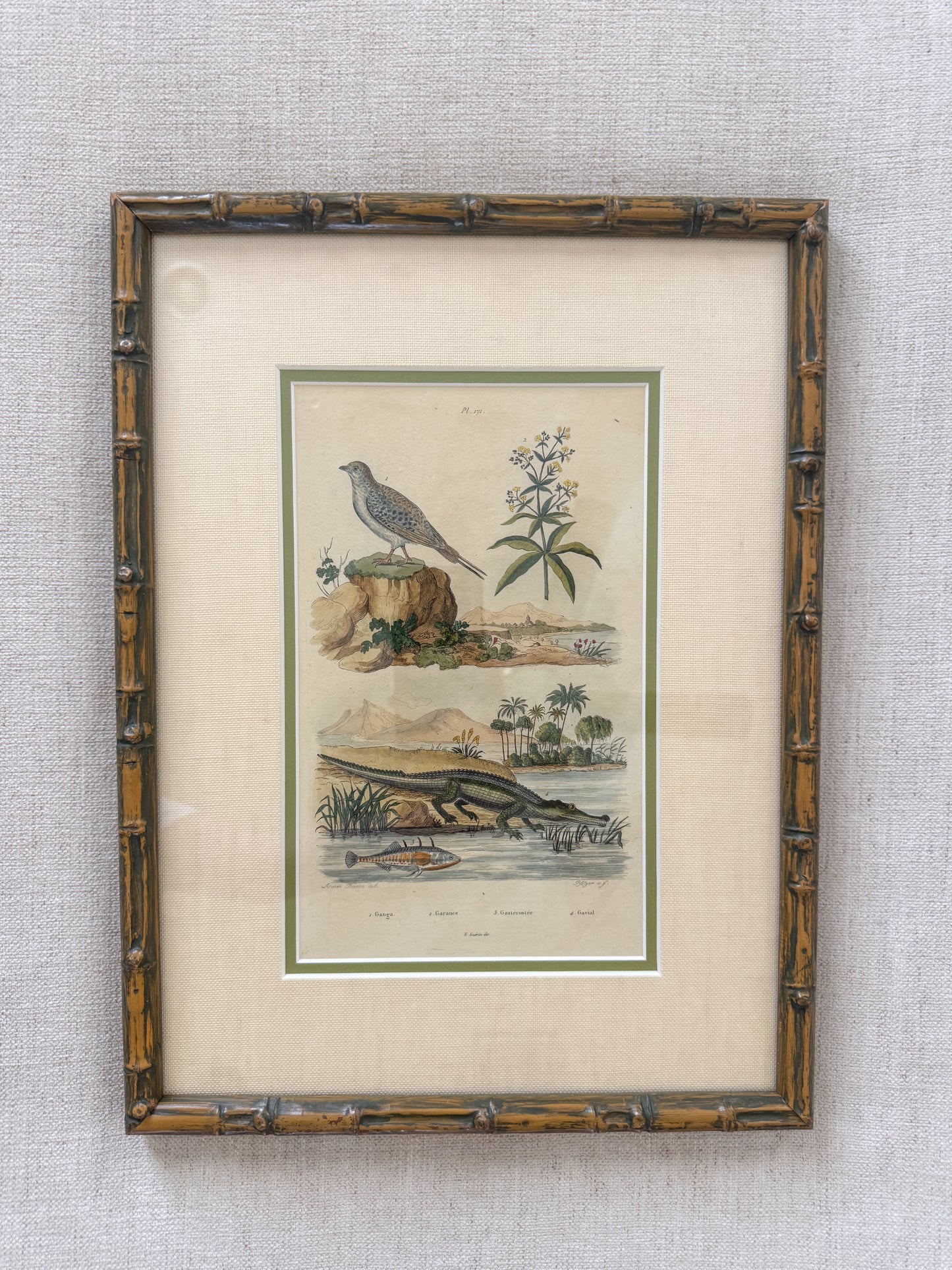 Early 19th century natural shell and alligator engravings