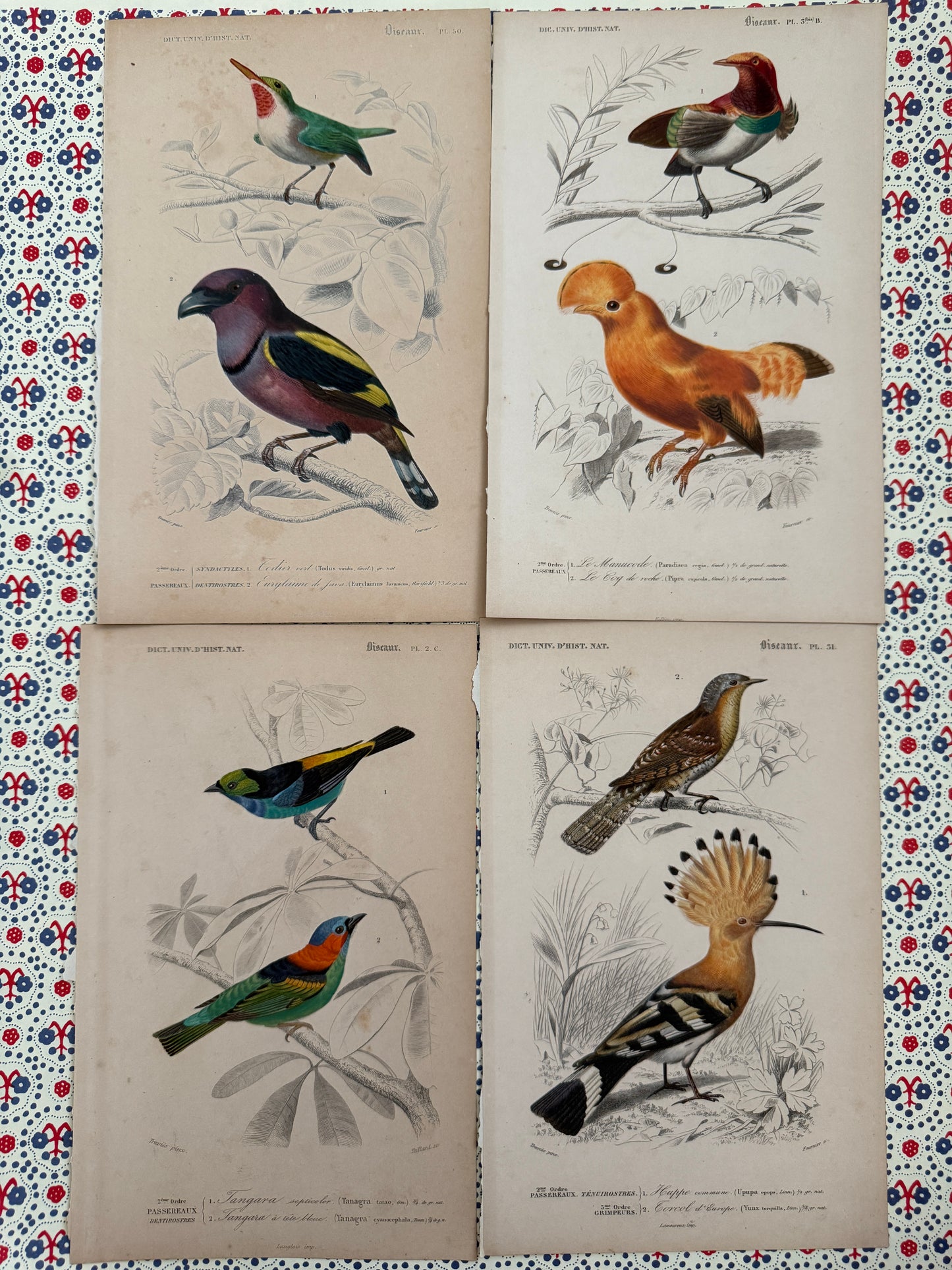 Set of antique bird prints