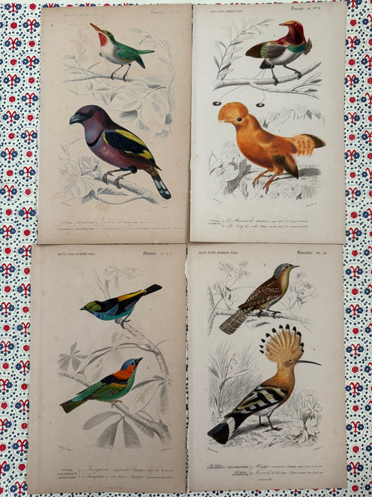 Set of antique bird prints