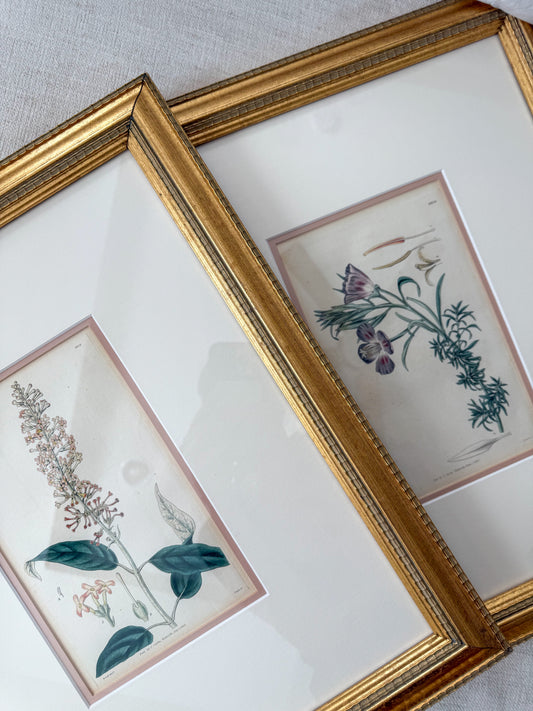 19th c. antique botanicals