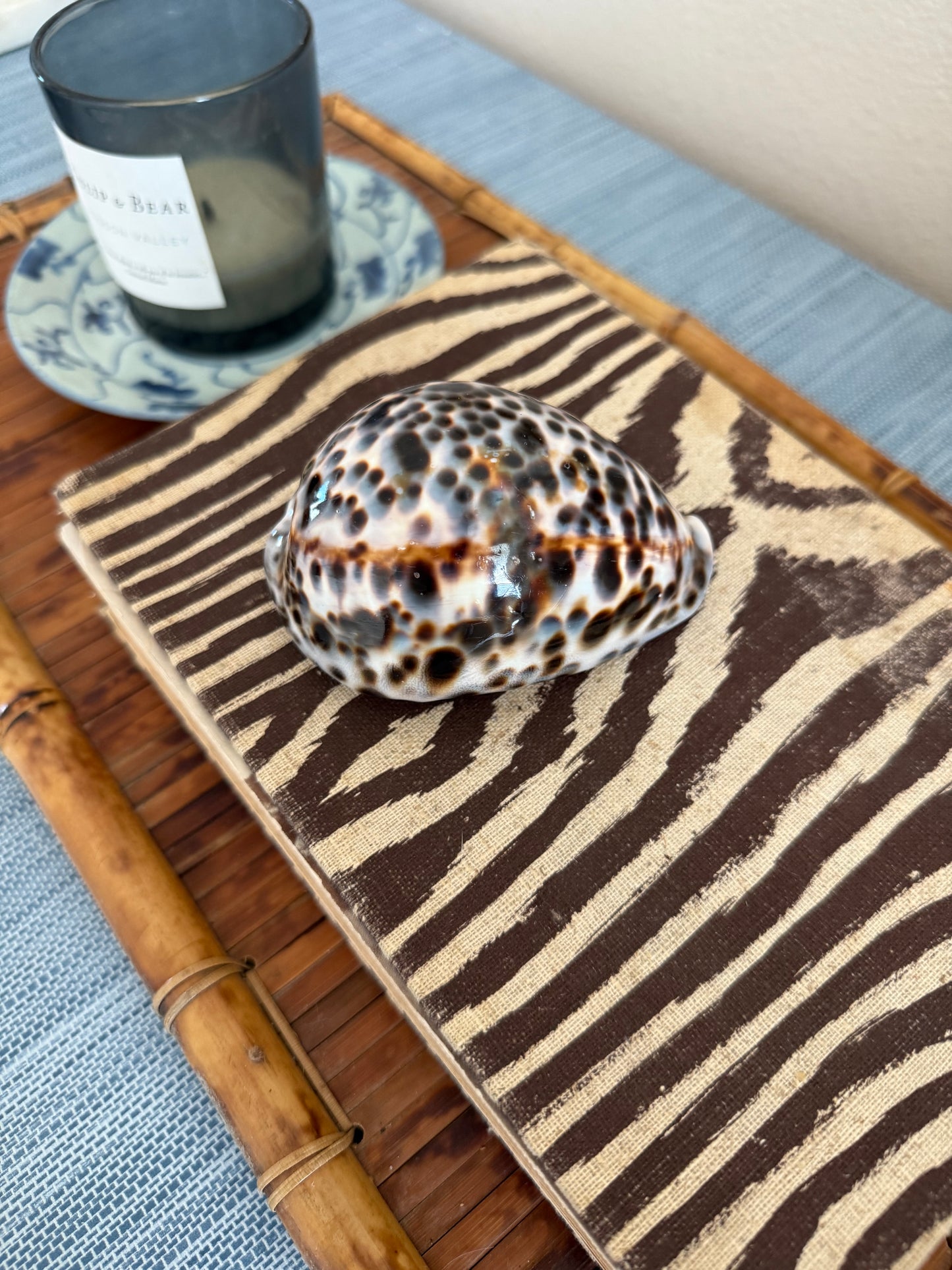 Large cowrie shell