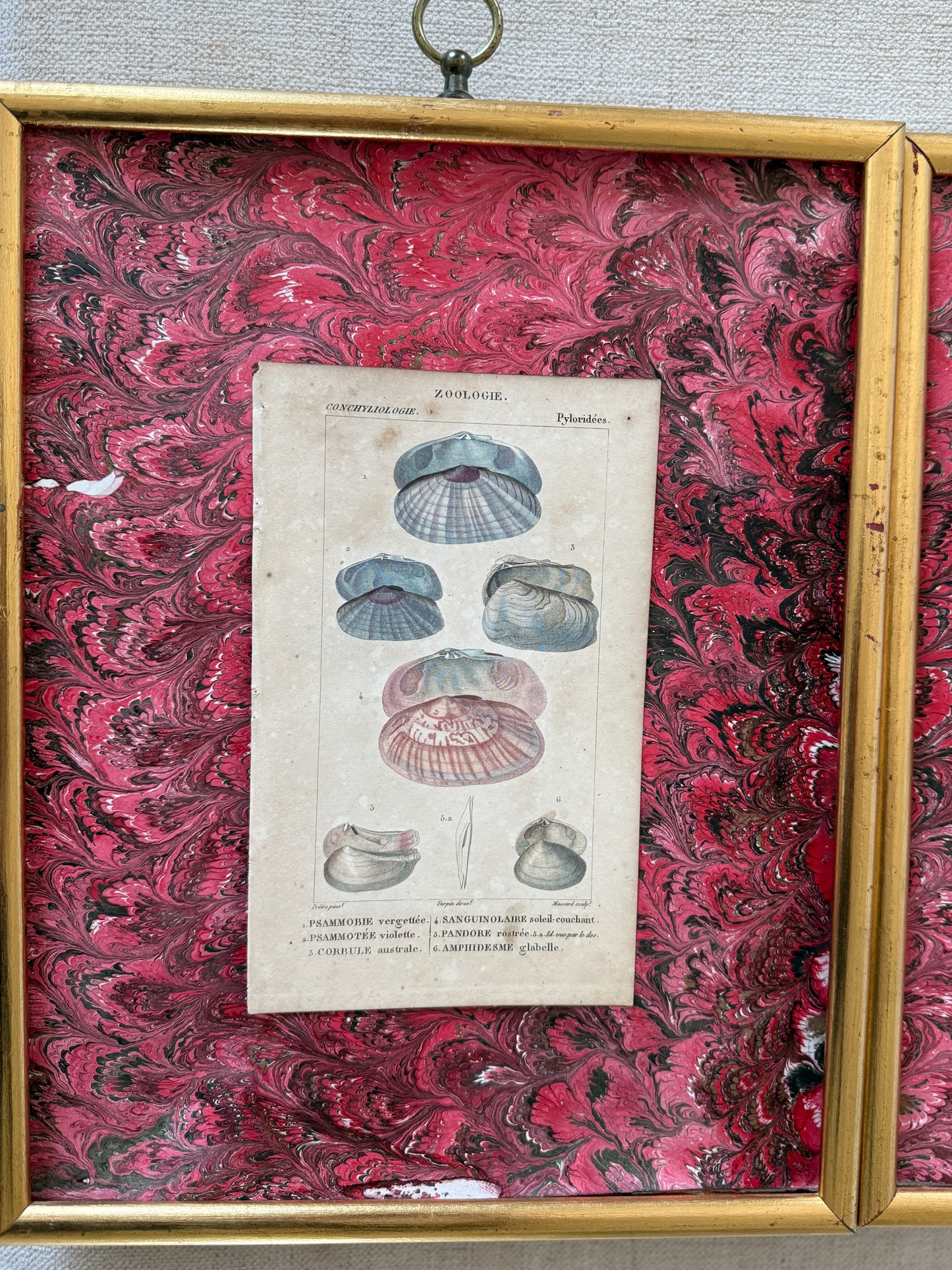 Shell Engravings Pair of early 19th c. shell engravings – Grand & Now