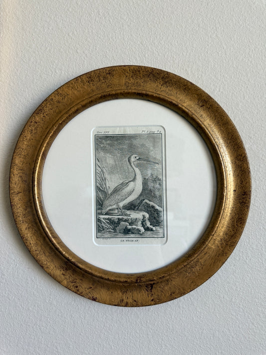 18th century pelican engraving
