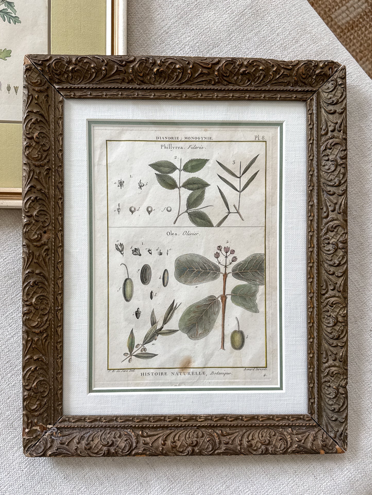 18th c. botanical engraving print