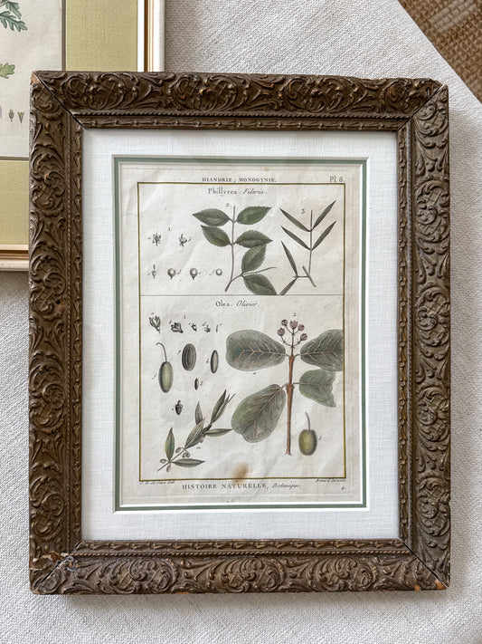 18th c. botanical engraving print