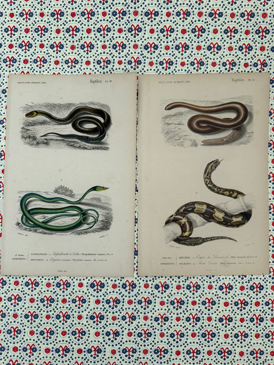 Pair of antique snake prints
