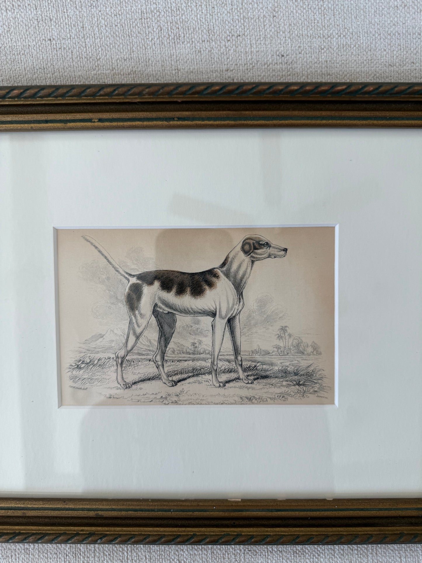 Antique hand colored dog engraving