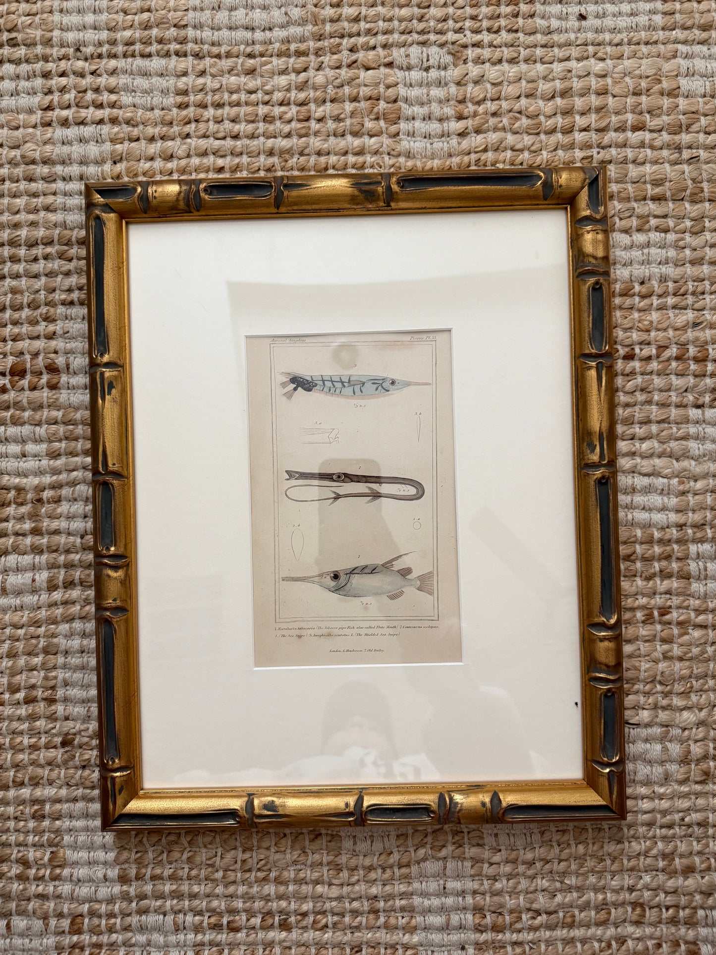 Antique fish engravings