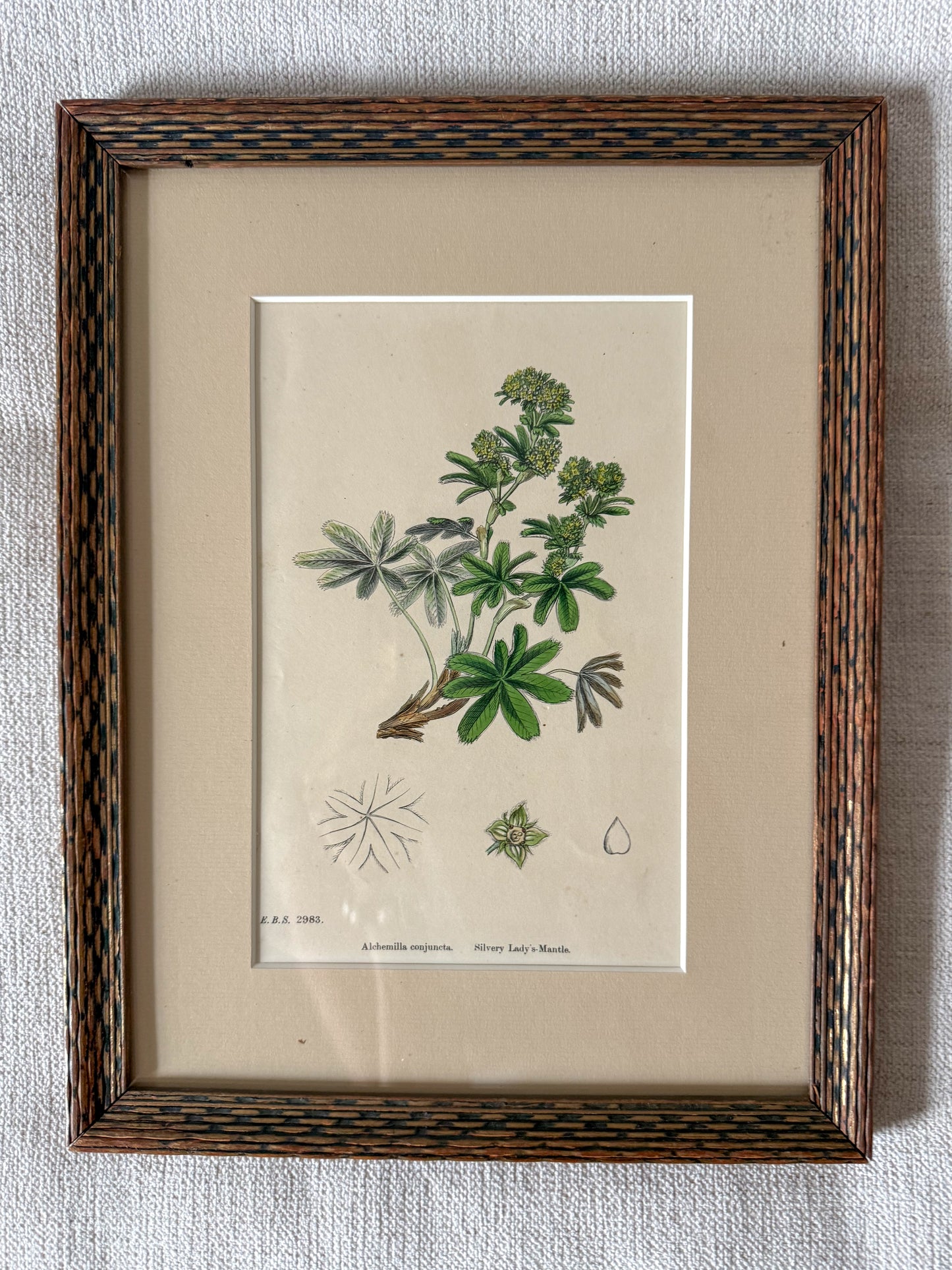 19th c botanical lithograph