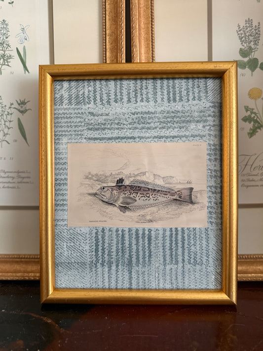 Antique fish engraving