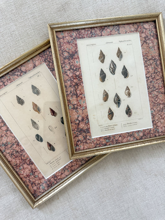 Antique shell engraving