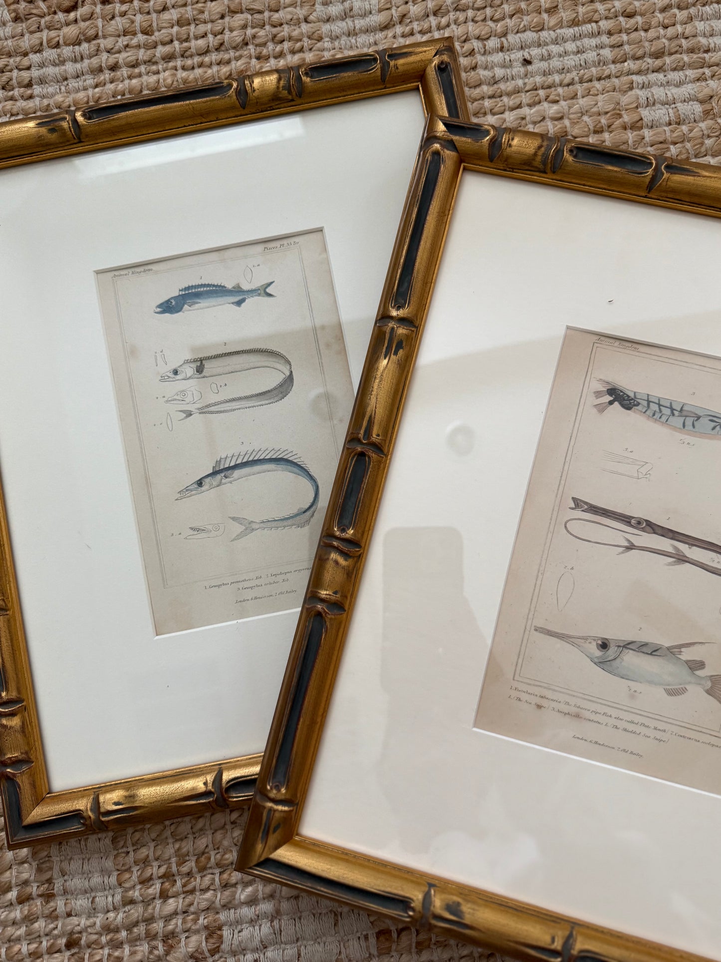 Antique fish engravings