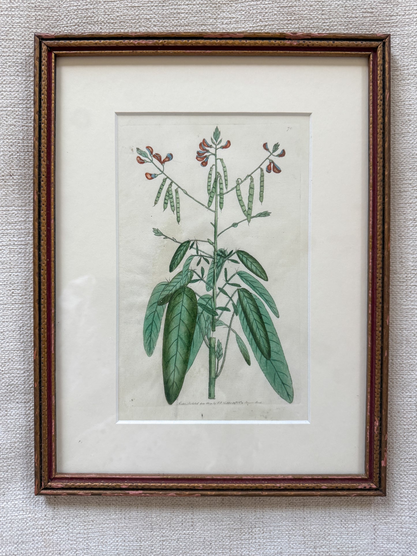 18th c. hand colored engraving on vellum