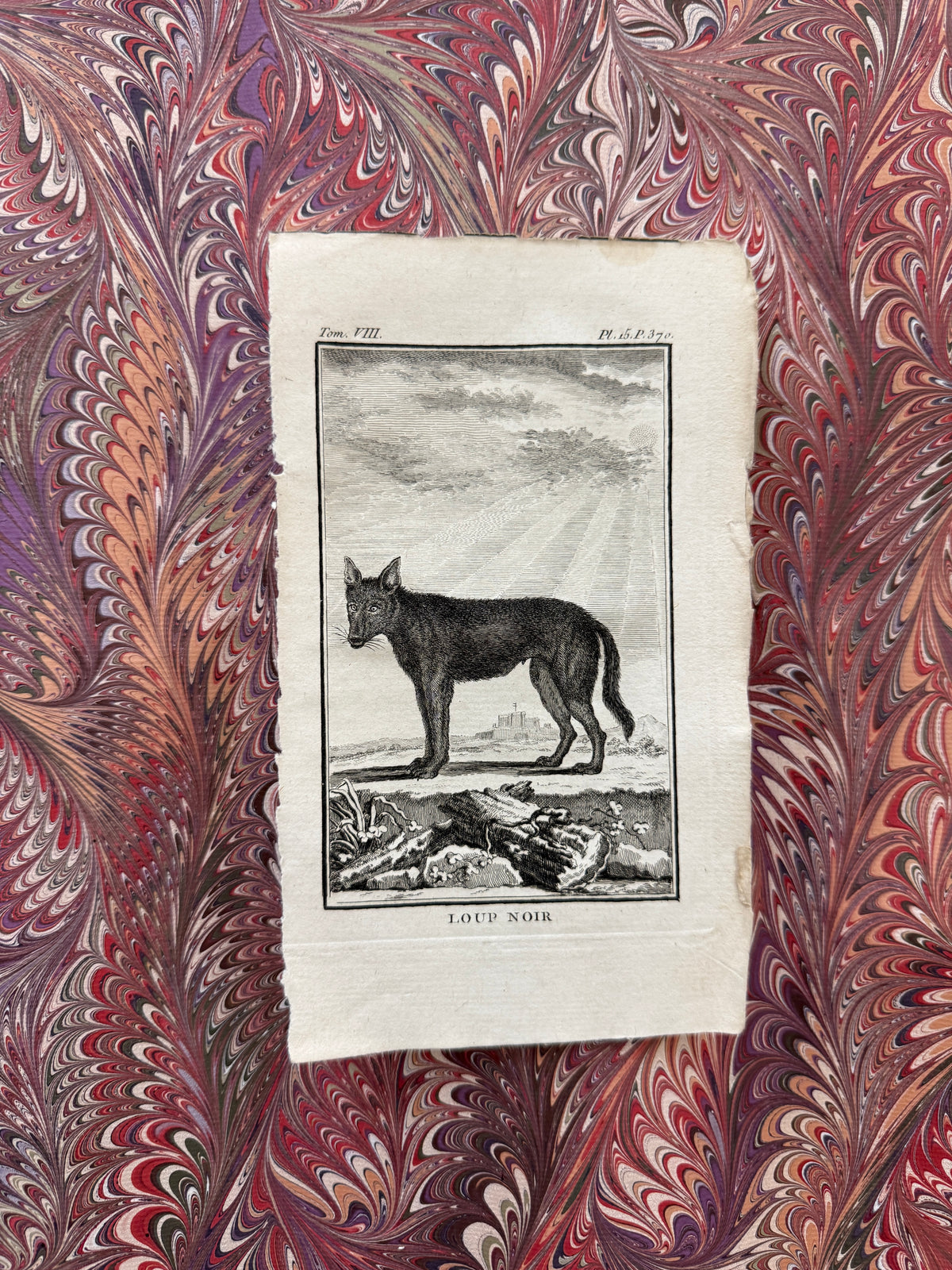 18th century Buffon engraving pair