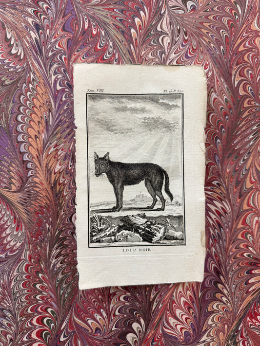 18th century Buffon engraving pair