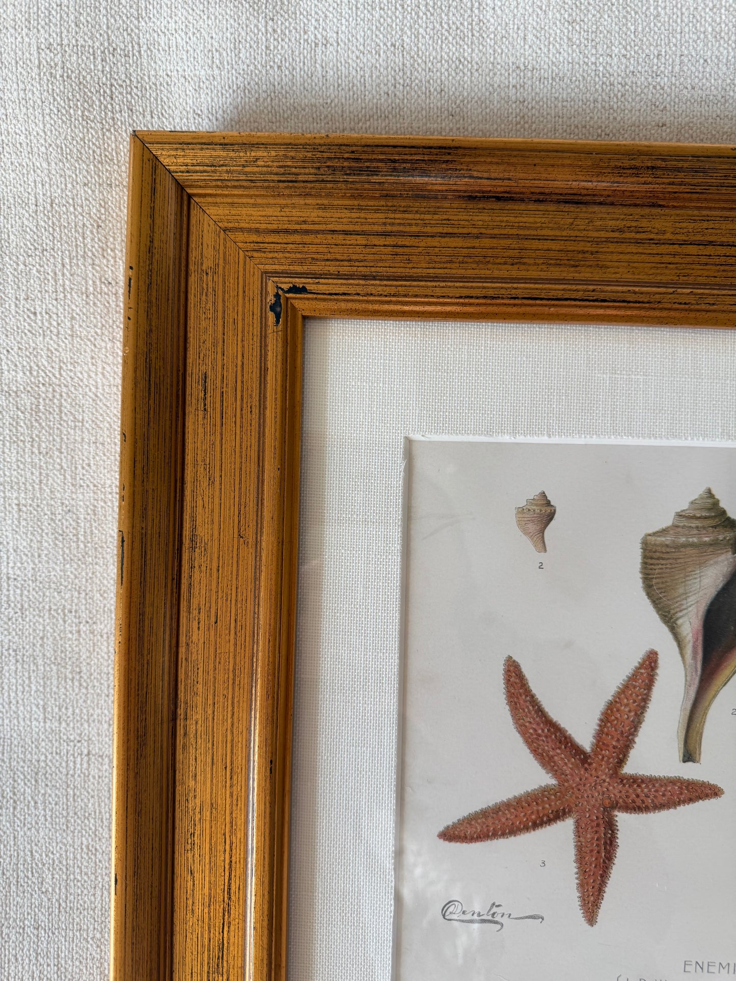 Antique sea life lithograph