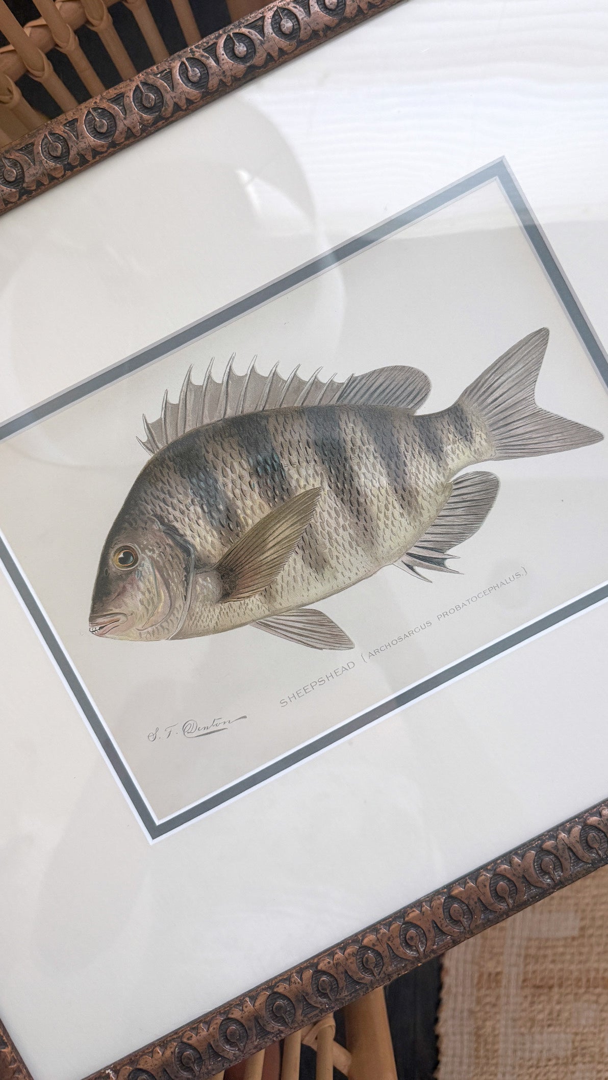 Antique Sheepshead fish lithograph
