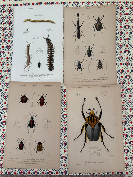 Set of insect prints