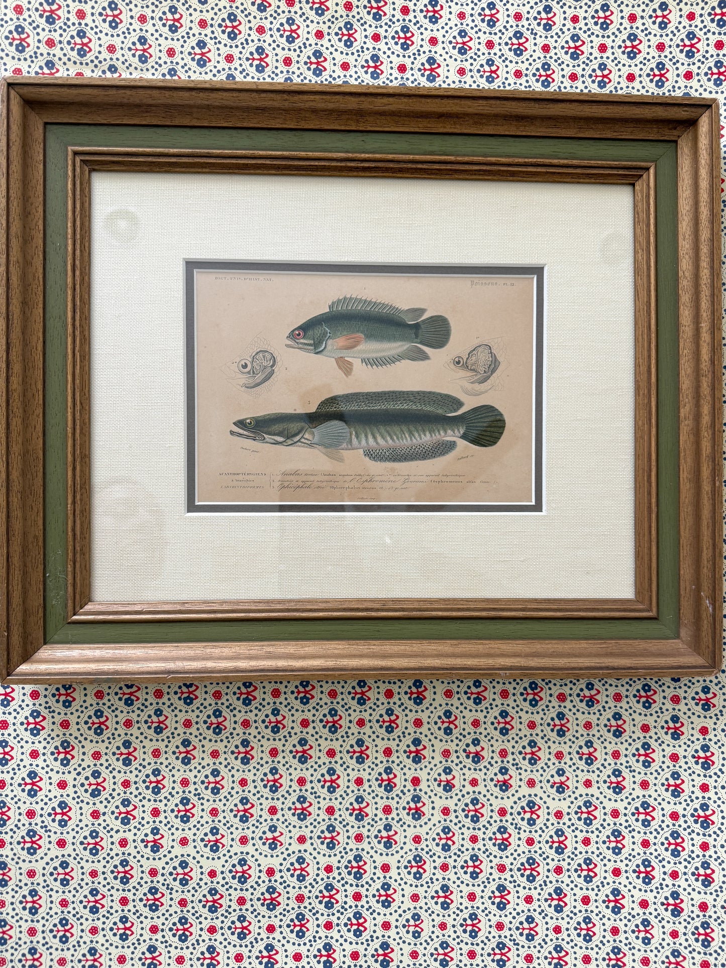 Antique fish engraving