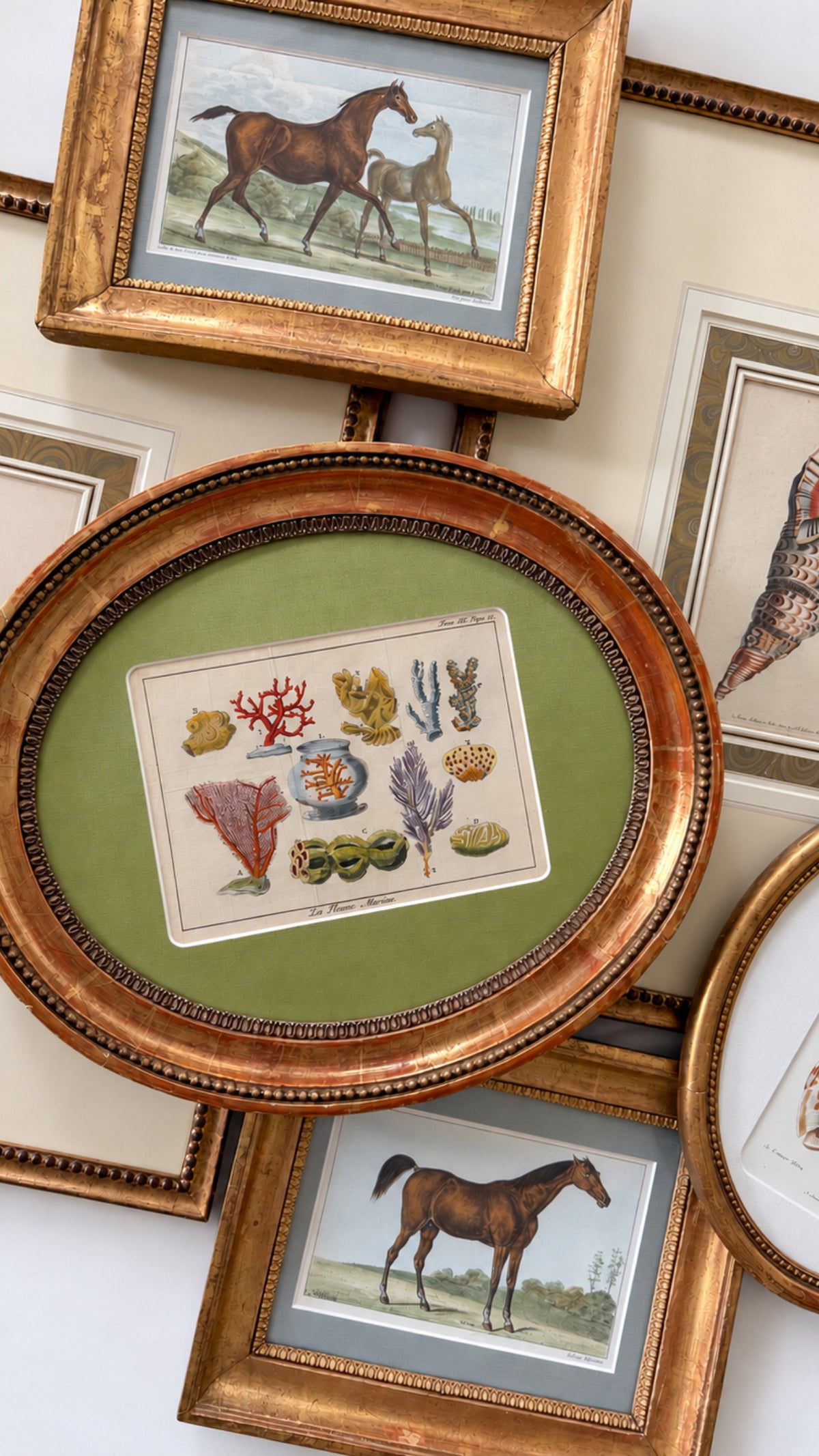 18th century coral specimens engraving
