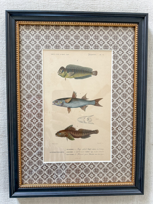 19th century fish engraving