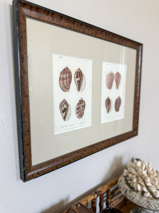 Double set 19th c. conchology engravings