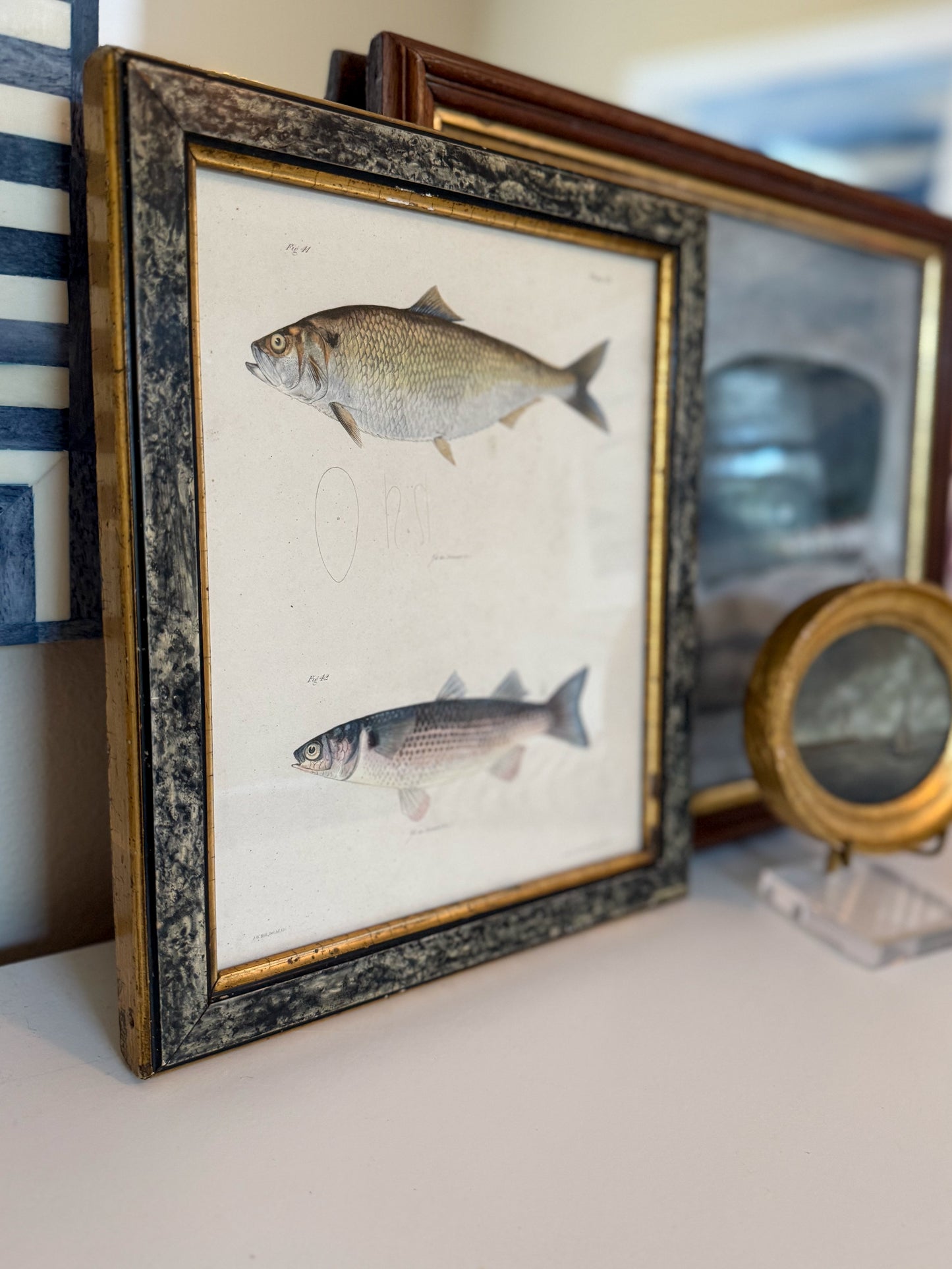 Original 19th century fish engraving