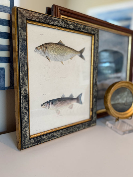 Original 19th century fish engraving