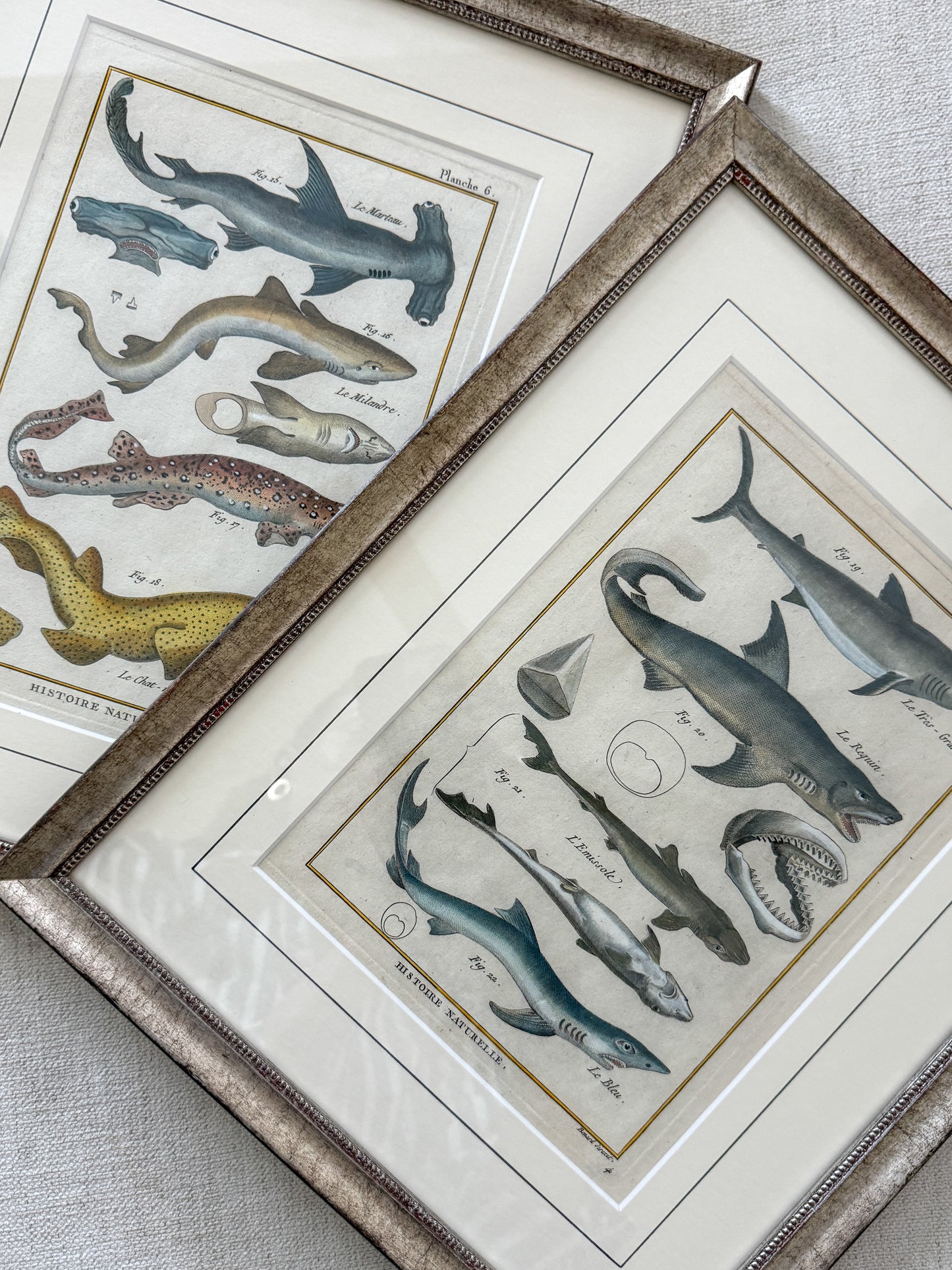 18th century shark engravings