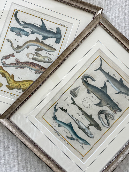 18th century shark engravings