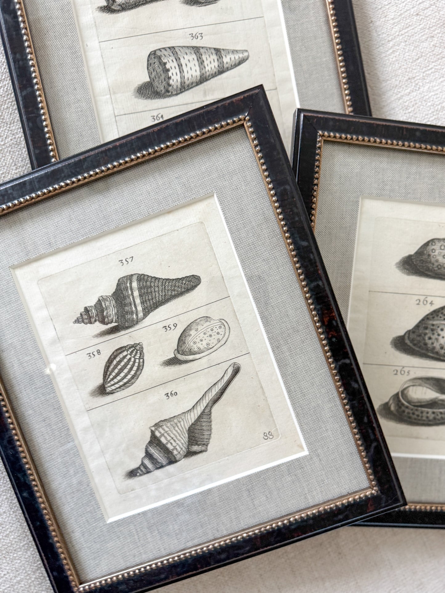 18th century shell trio