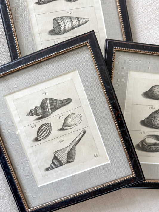 18th century shell trio