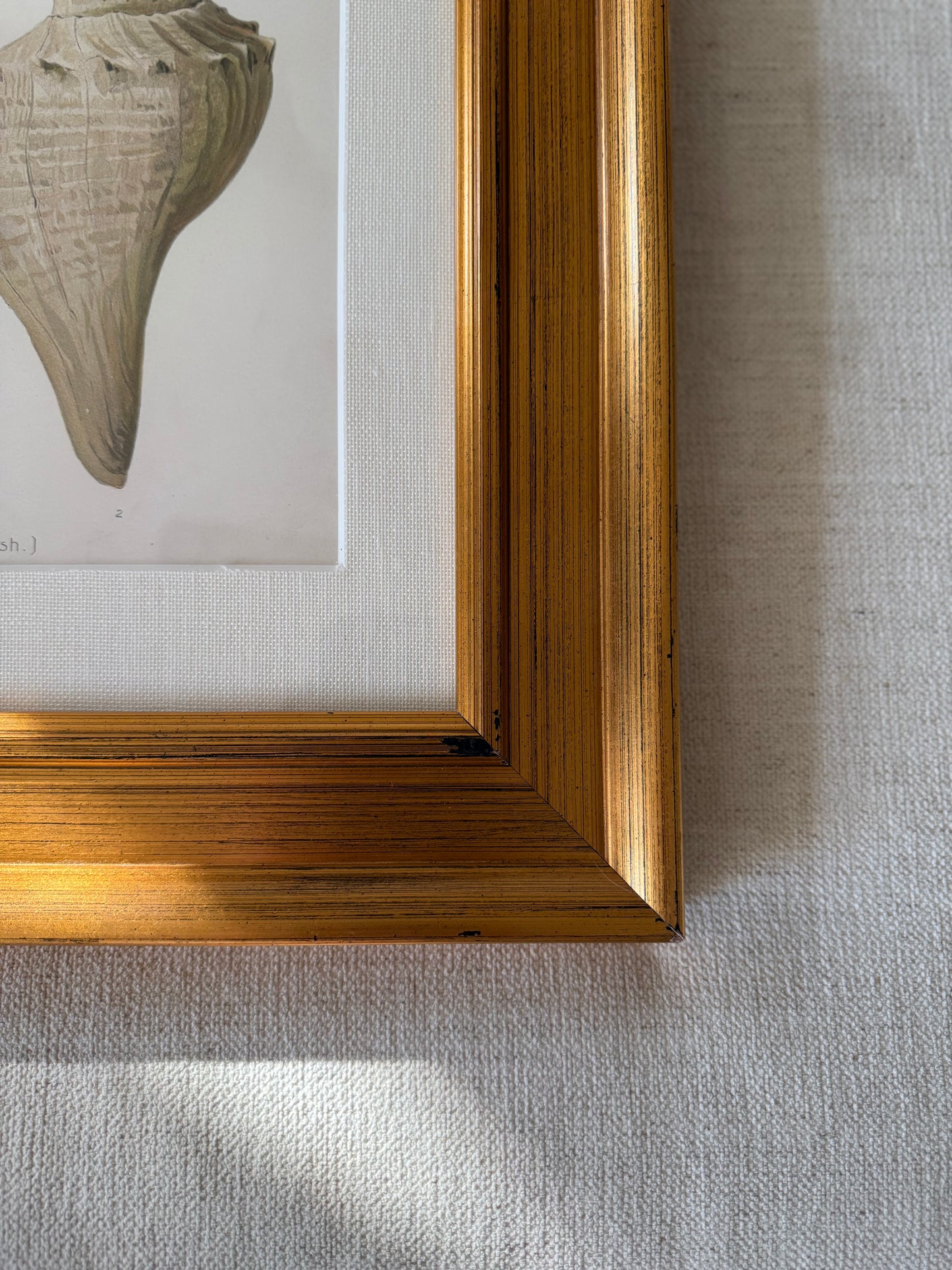 Antique sea life lithograph