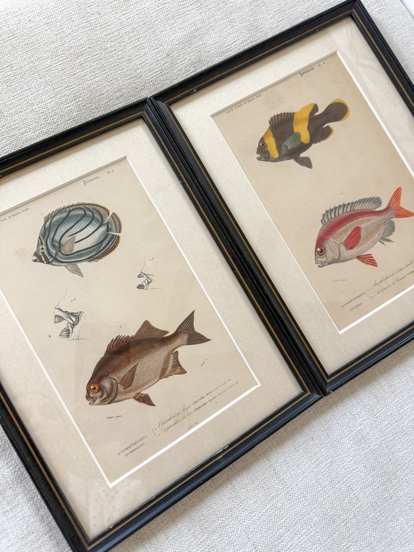 19th c. fish engraving pair #2
