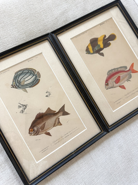19th c. fish engraving pair #2