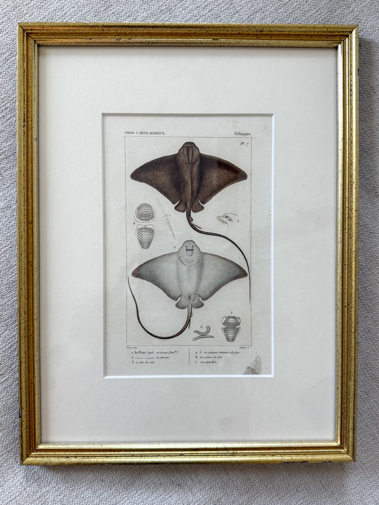 Antique Stingray engravings