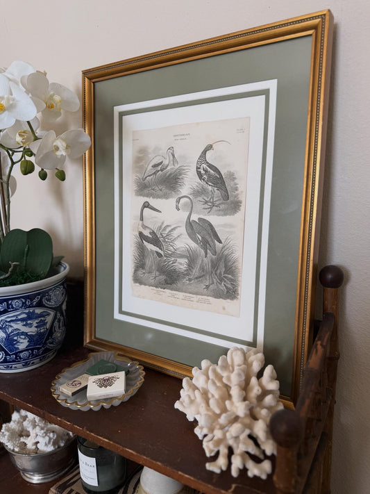 19th c Ornithology engraving