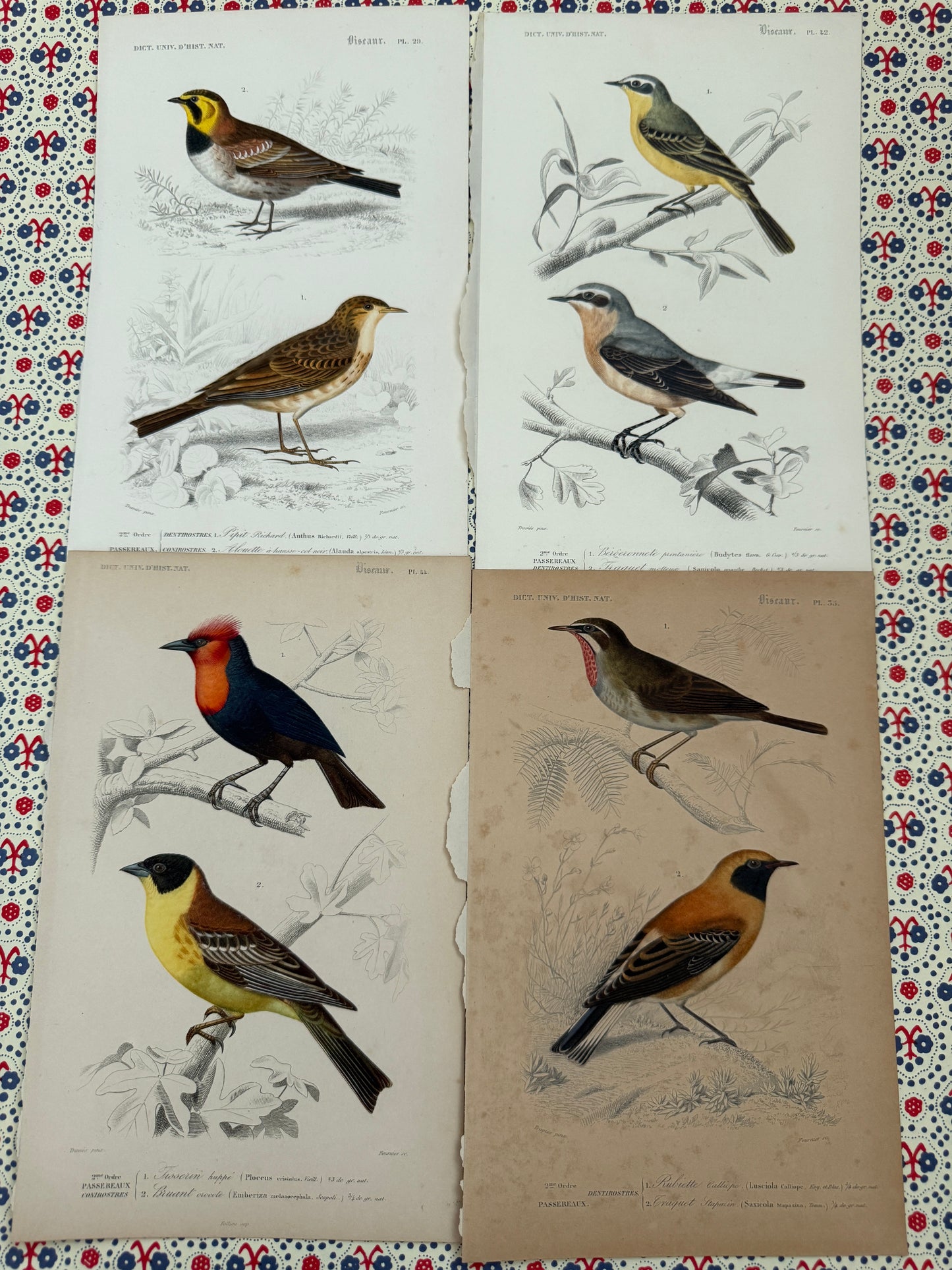 Set of antique bird prints