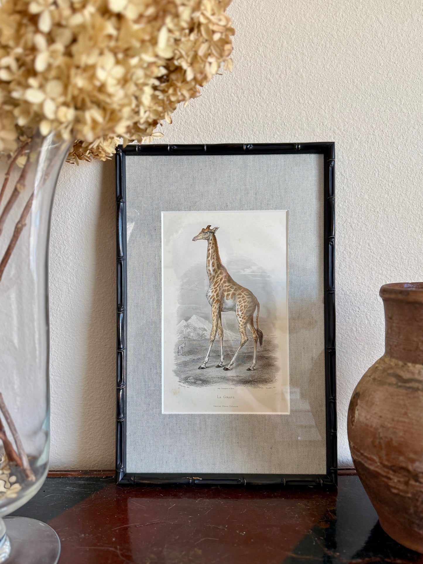 19th century giraffe engraving