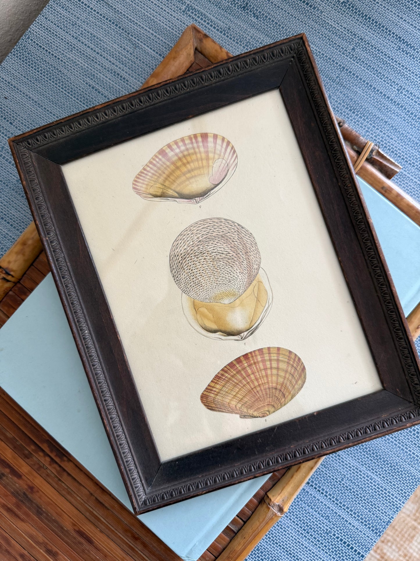 Antique hand colored shell engraving