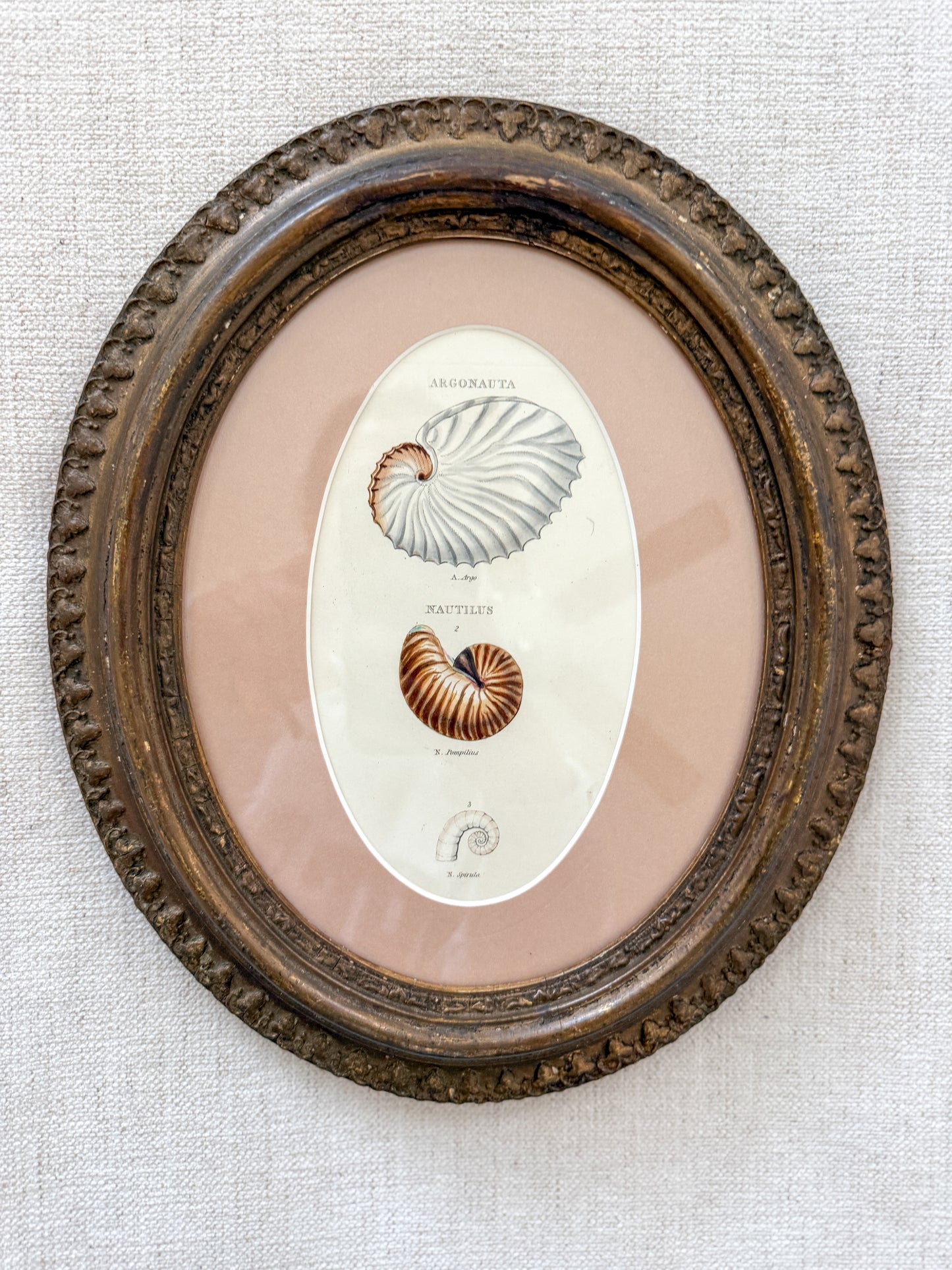 Antique hand colored shell engraving