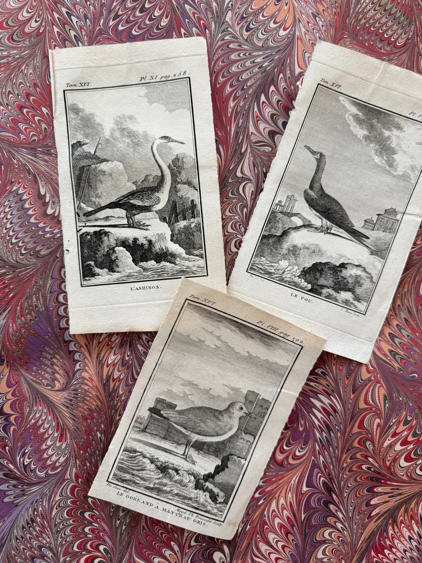 18th century Buffon engraving trio