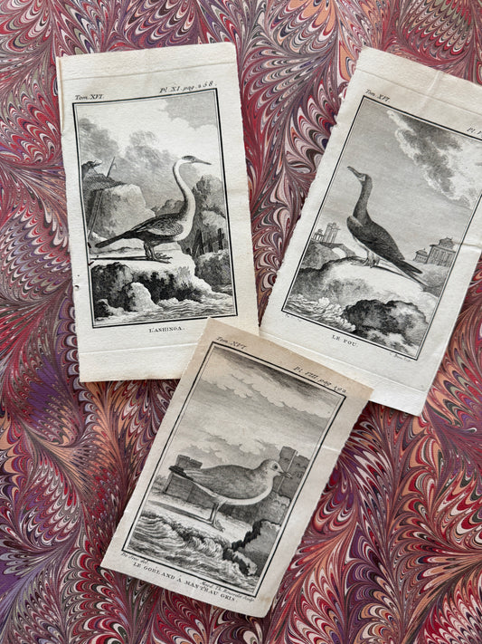 18th century Buffon engraving trio