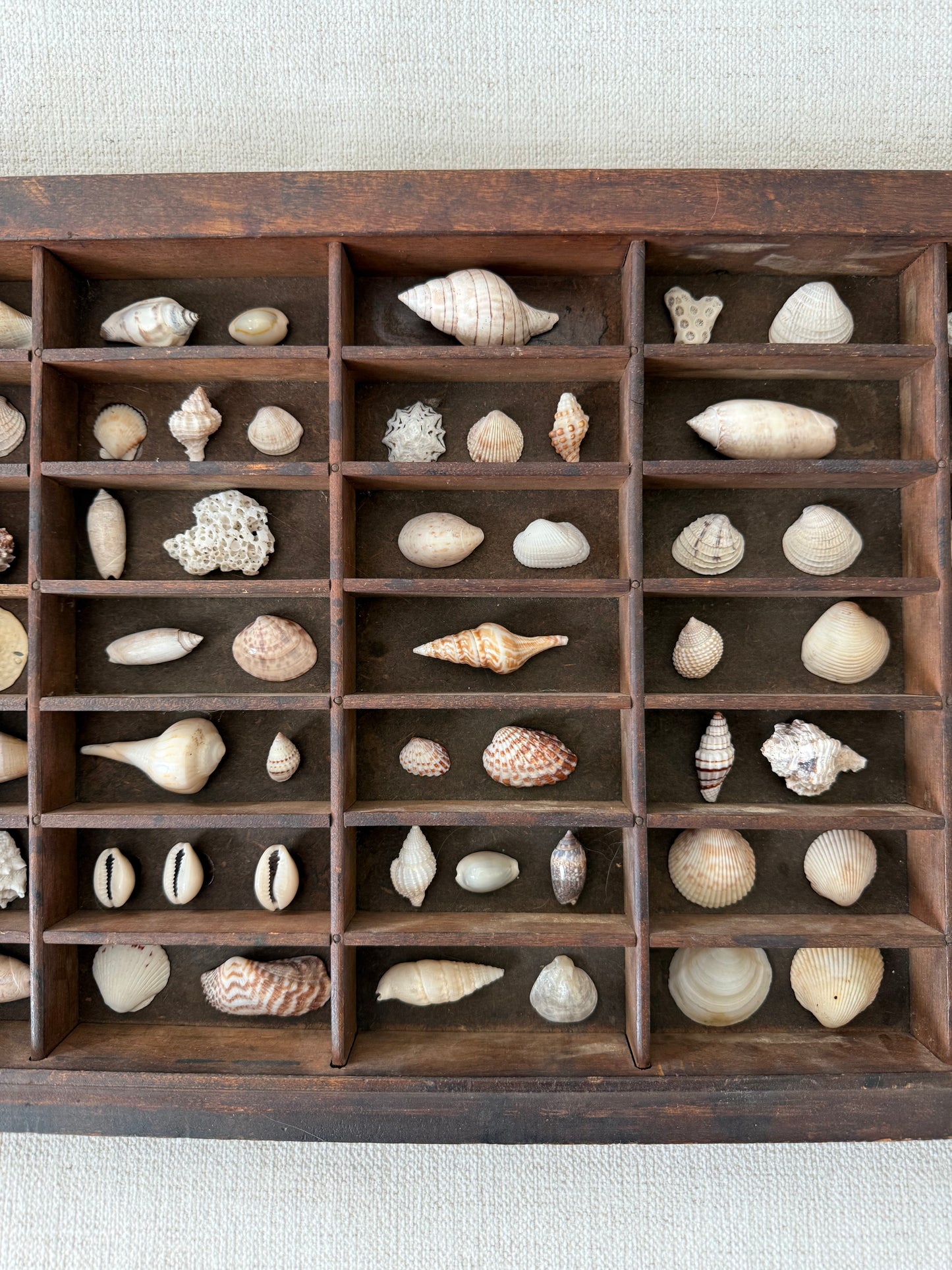 Vintage printer tray shell display