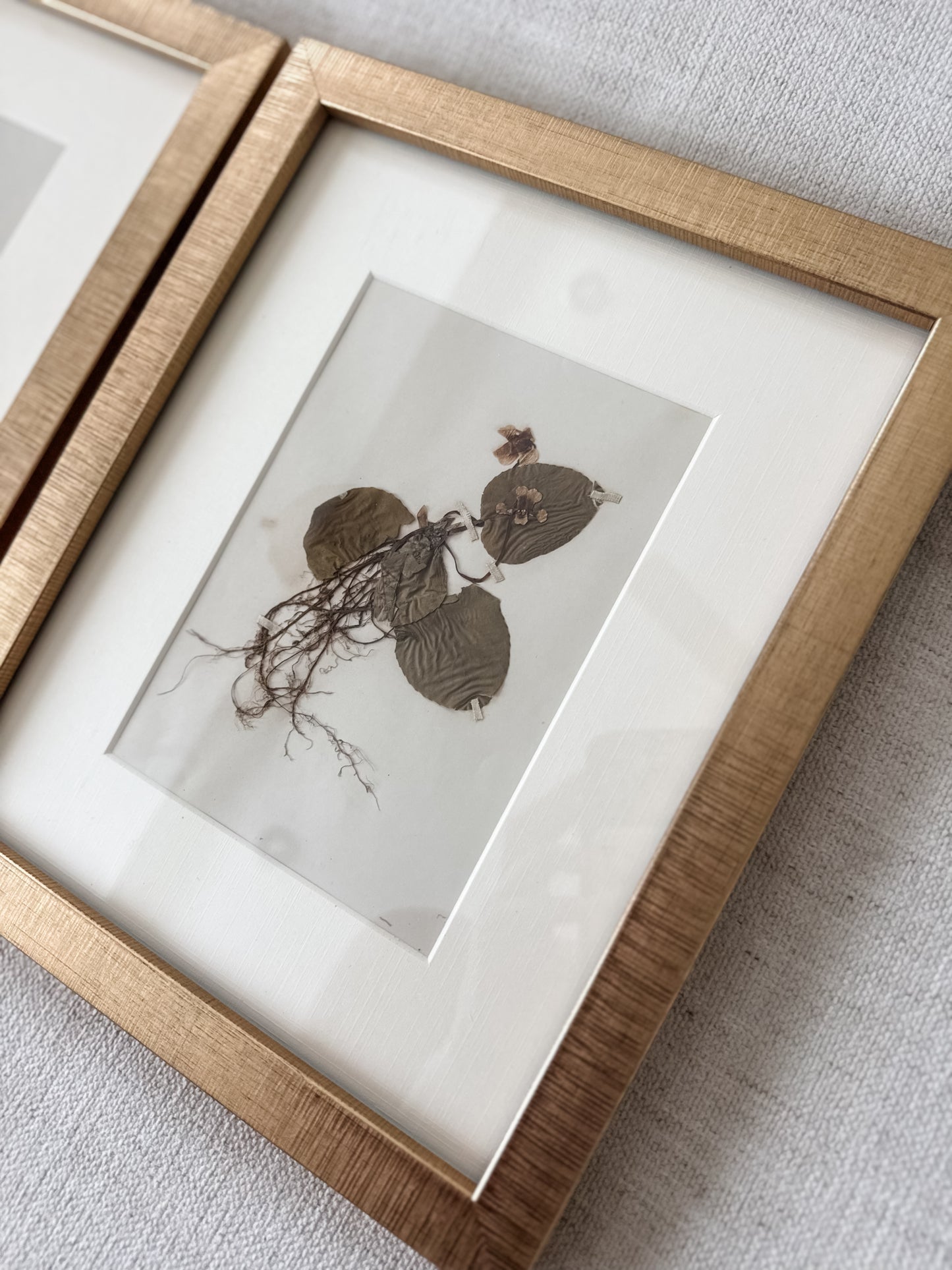 Antique pressed botanicals