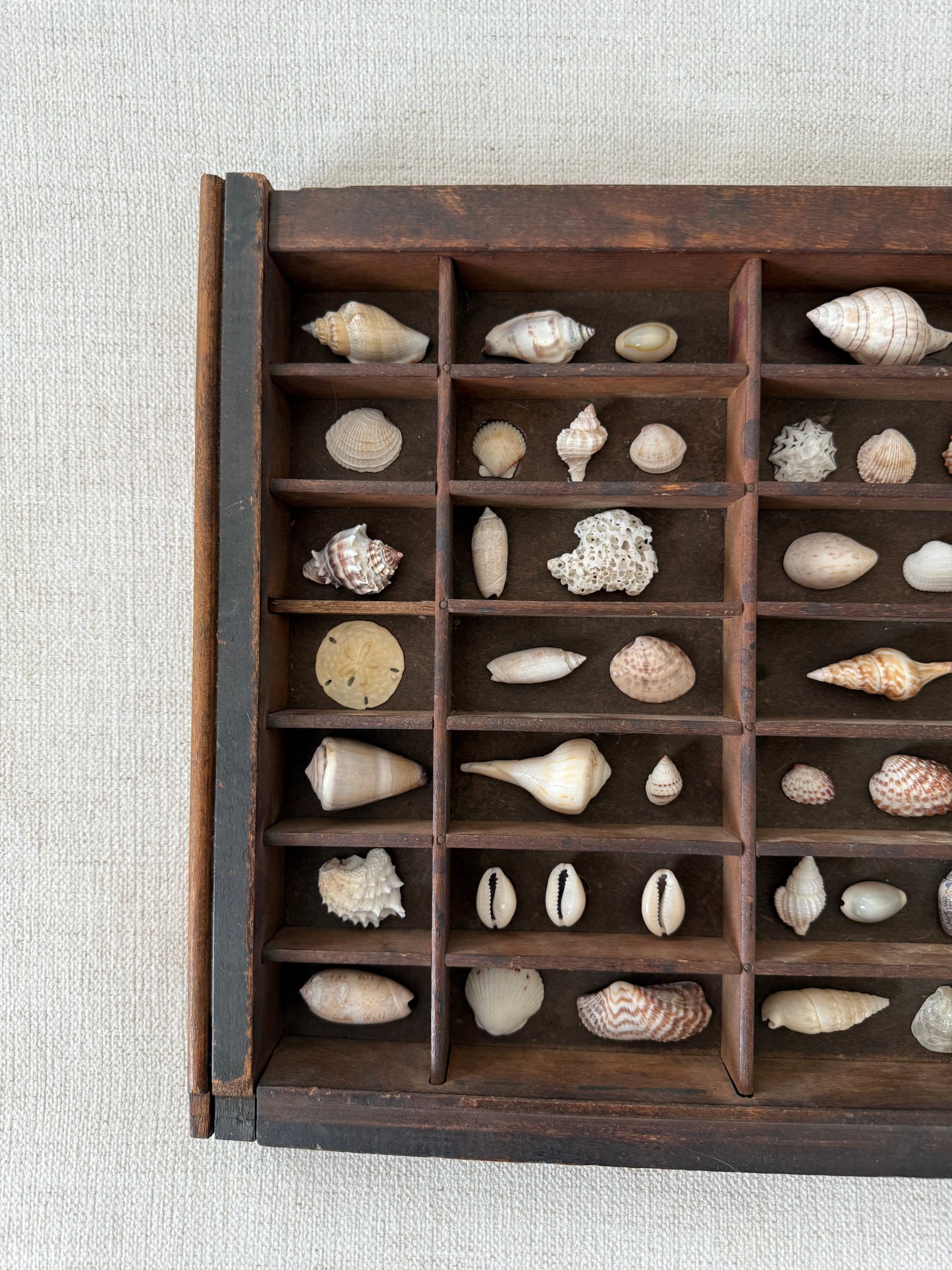 Vintage printer tray shell display