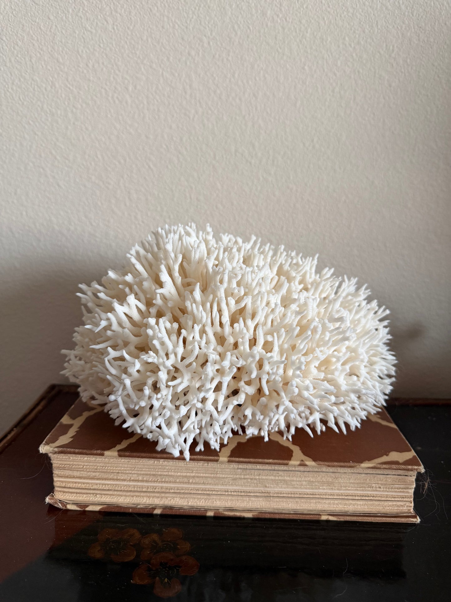 Birdsnest coral