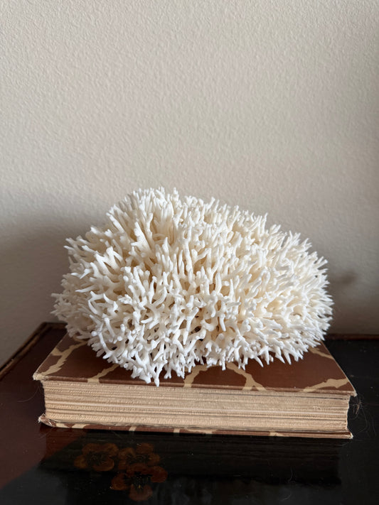Birdsnest coral