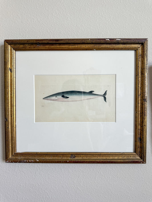 Antique whale engraving